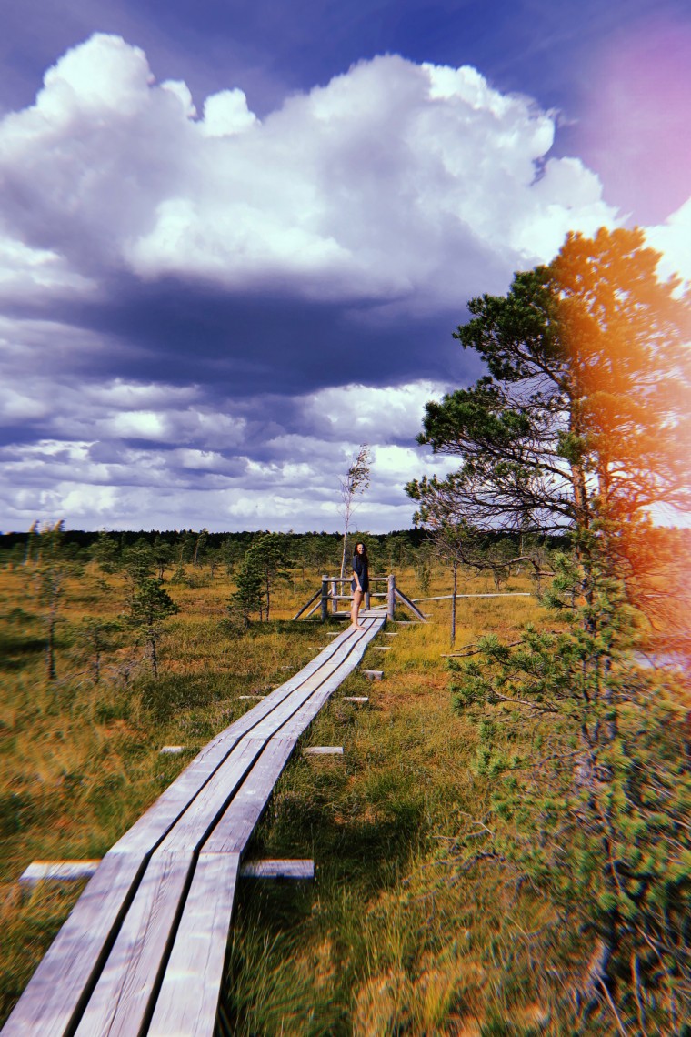 Latvia - Kemeri National Park Bog Boardwalk 5
