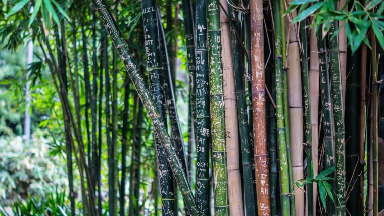 bamboo forest 1