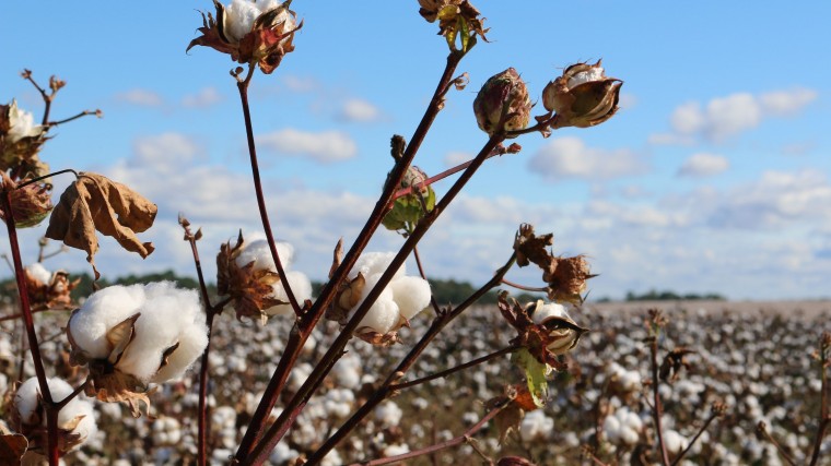 cotton field-min