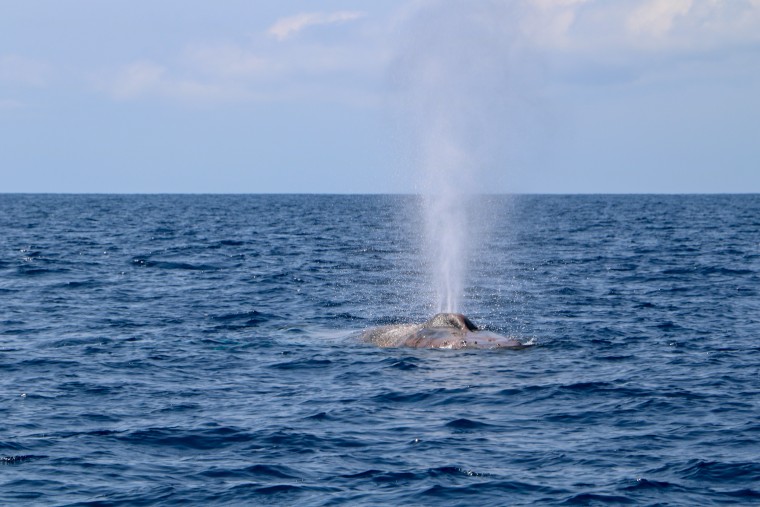 Bultrug walvis bij Los Gigantes
